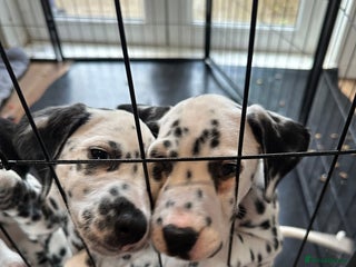 Dalmatian dogs Dalmatian 2 stunning boys left - Advert 9