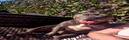 Staffordshire Bull Terrier dogs for sale: Staffordshire Bull terrier - Advert 1