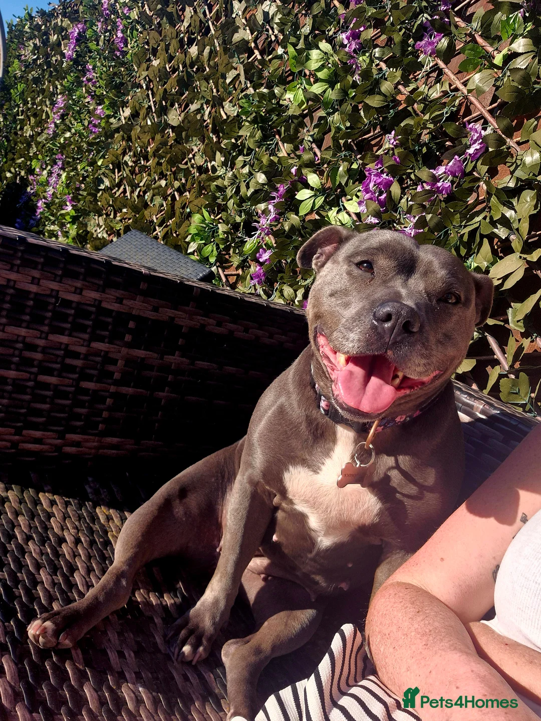Staffordshire Bull Terrier dogs for sale: Staffordshire Bull terrier - Advert 1