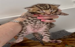 Bengal cats for sale: Exceptional show quality Brown TICA registered 🥰 - Image 19