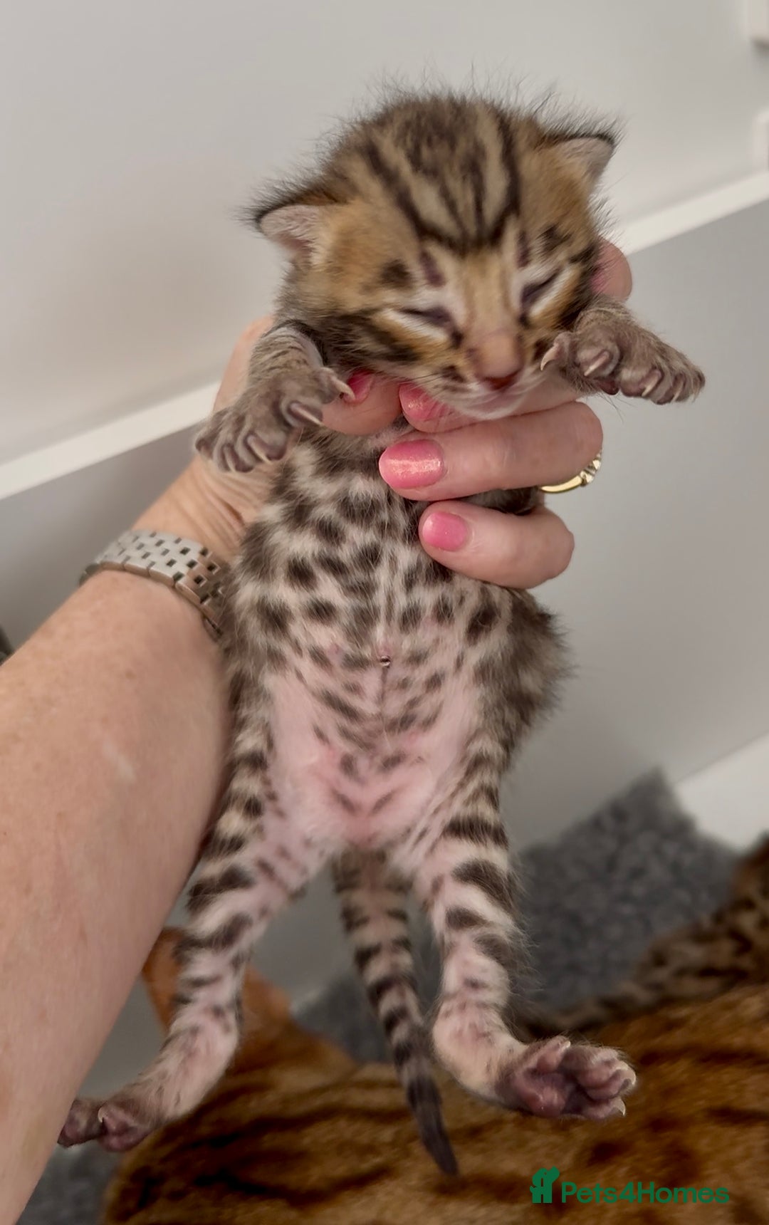 Bengal cats for sale: Exceptional show quality Brown TICA registered 🥰 - Image 19