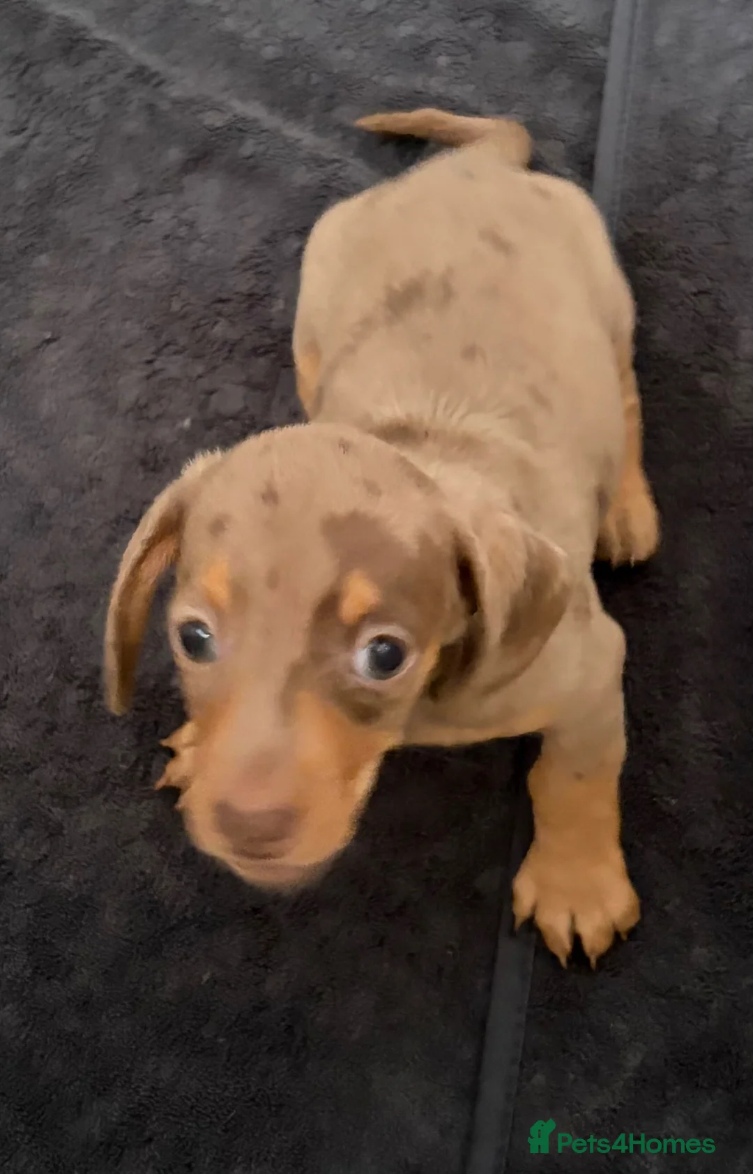 Miniature Dachshund dogs for sale: 2 Girls Left - KC stunning Miniature Dachshunds 🩷 - Advert 34