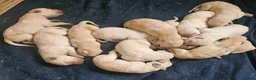 Labrador Retriever dogs for sale: Labrador Puppies  - Advert 8