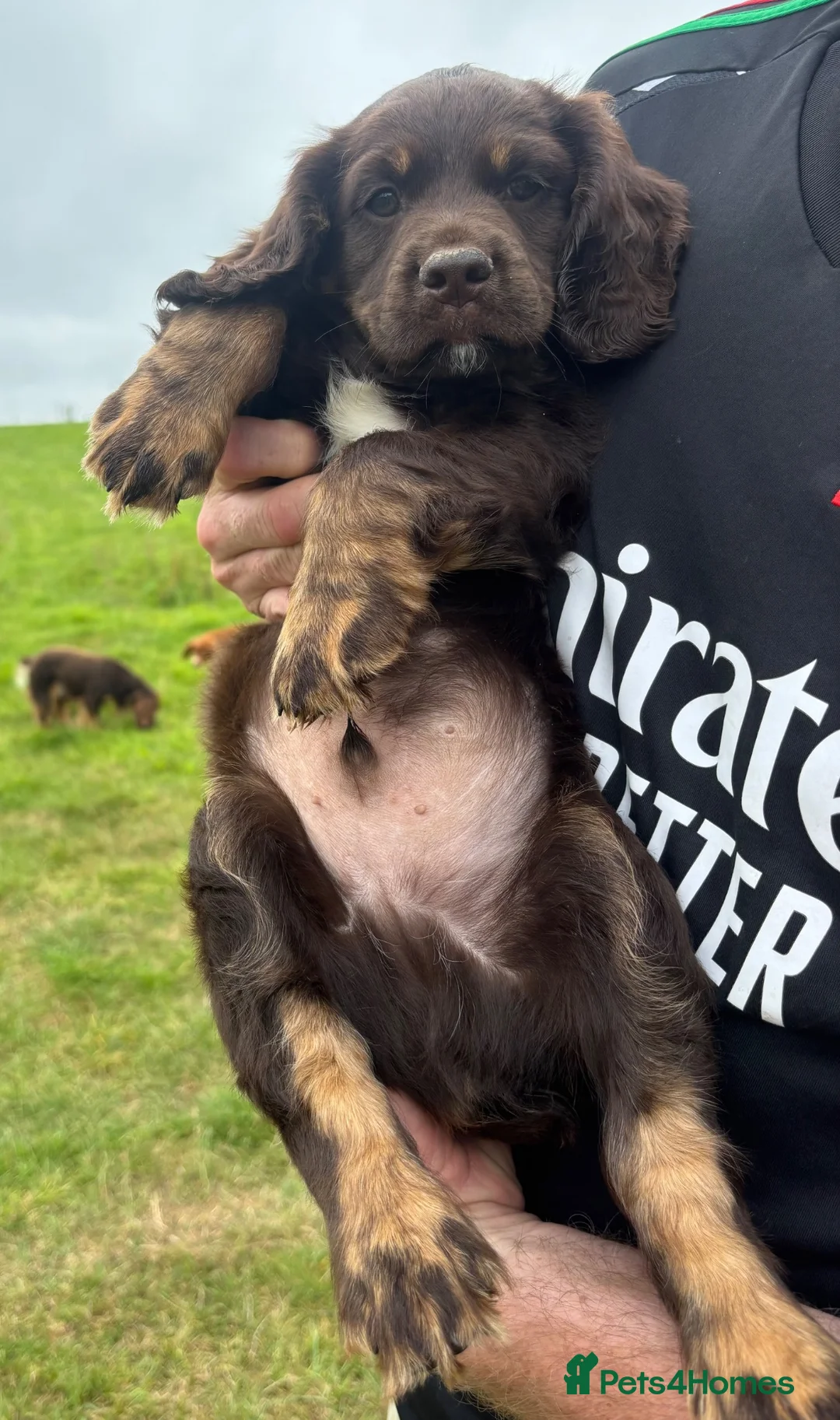 Cocker Spaniel dogs for sale: Cocker spaniels  - Advert 2