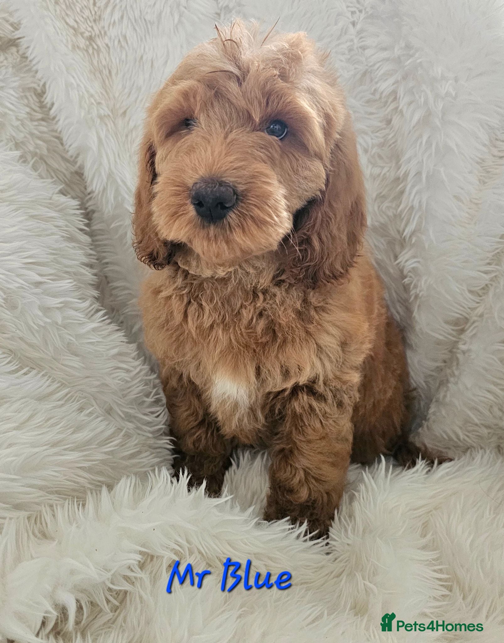 Mini Goldendoodle dogs Goldendoodle F1b Ready Now - Advert 2