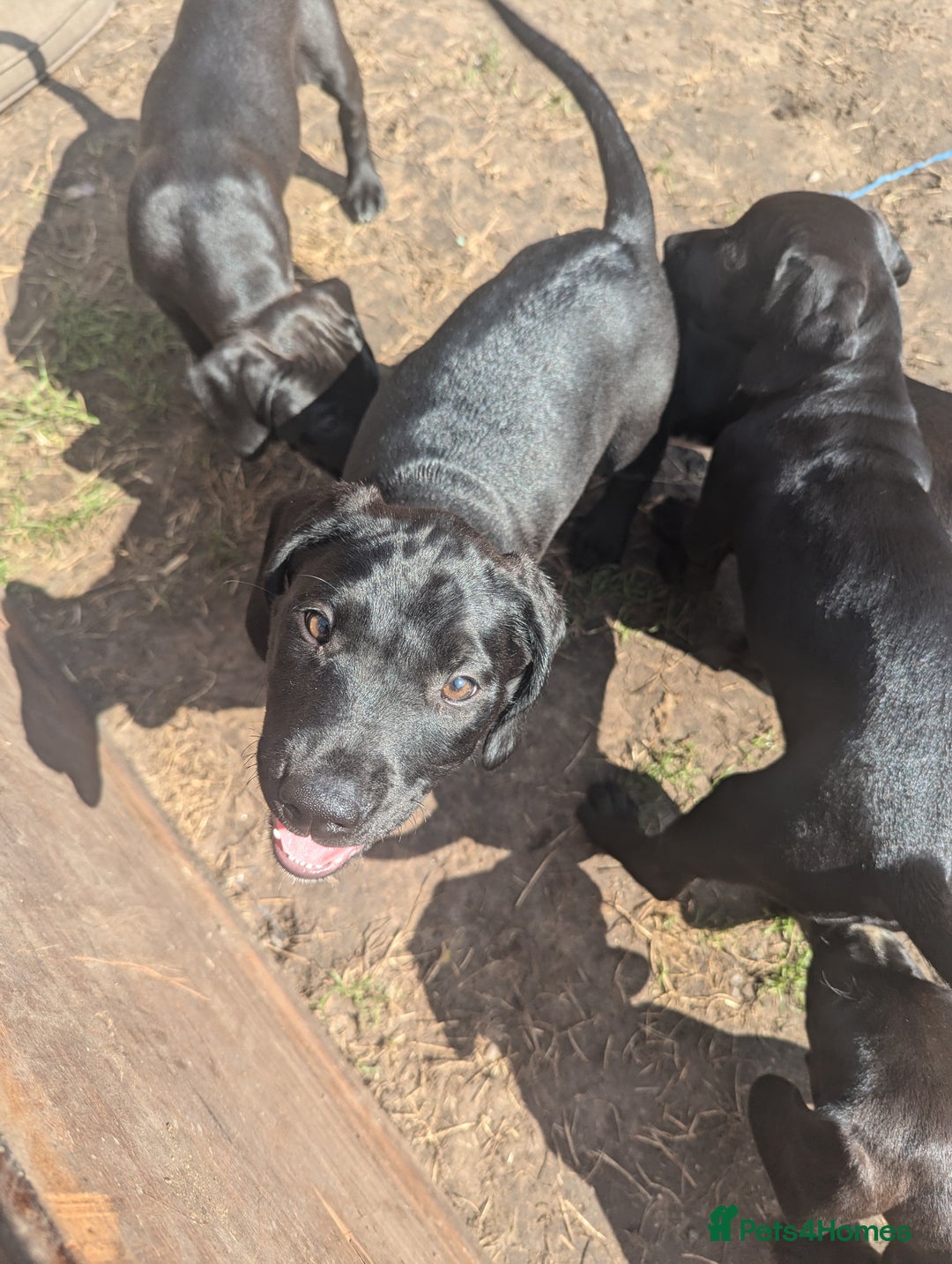 Mixed Breed dogs for sale: Lovely springer spaniel/Staffordshire bull terrier - Image 9