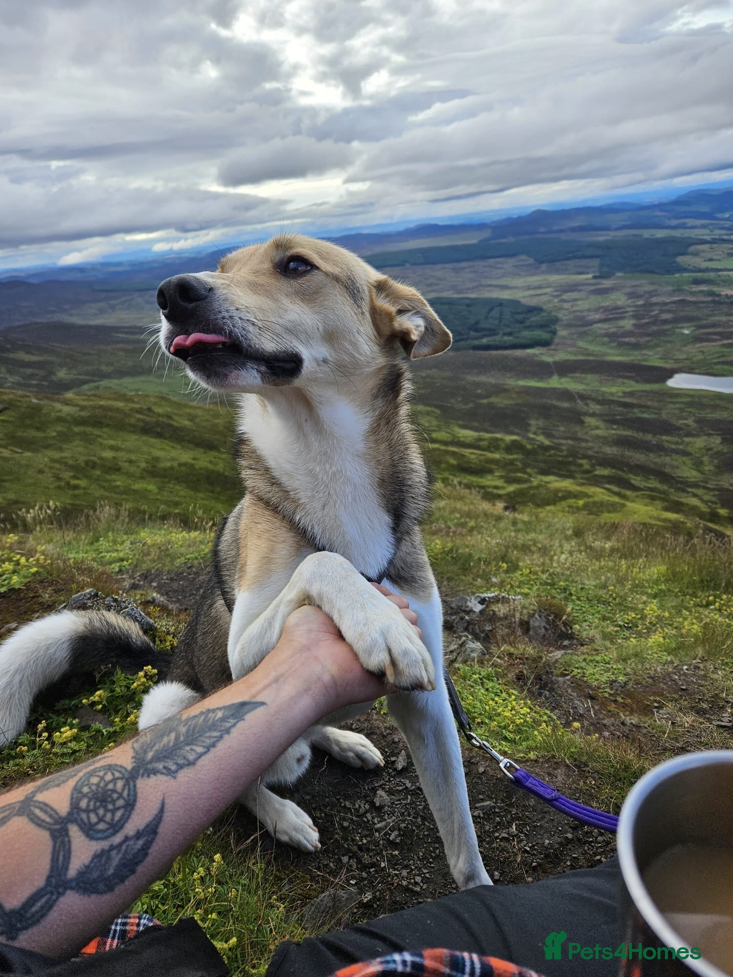 Mixed Breed dogs for adoption: Meet Greisho – the cuddly adventure‑lover in Auchterarder - Advert 10