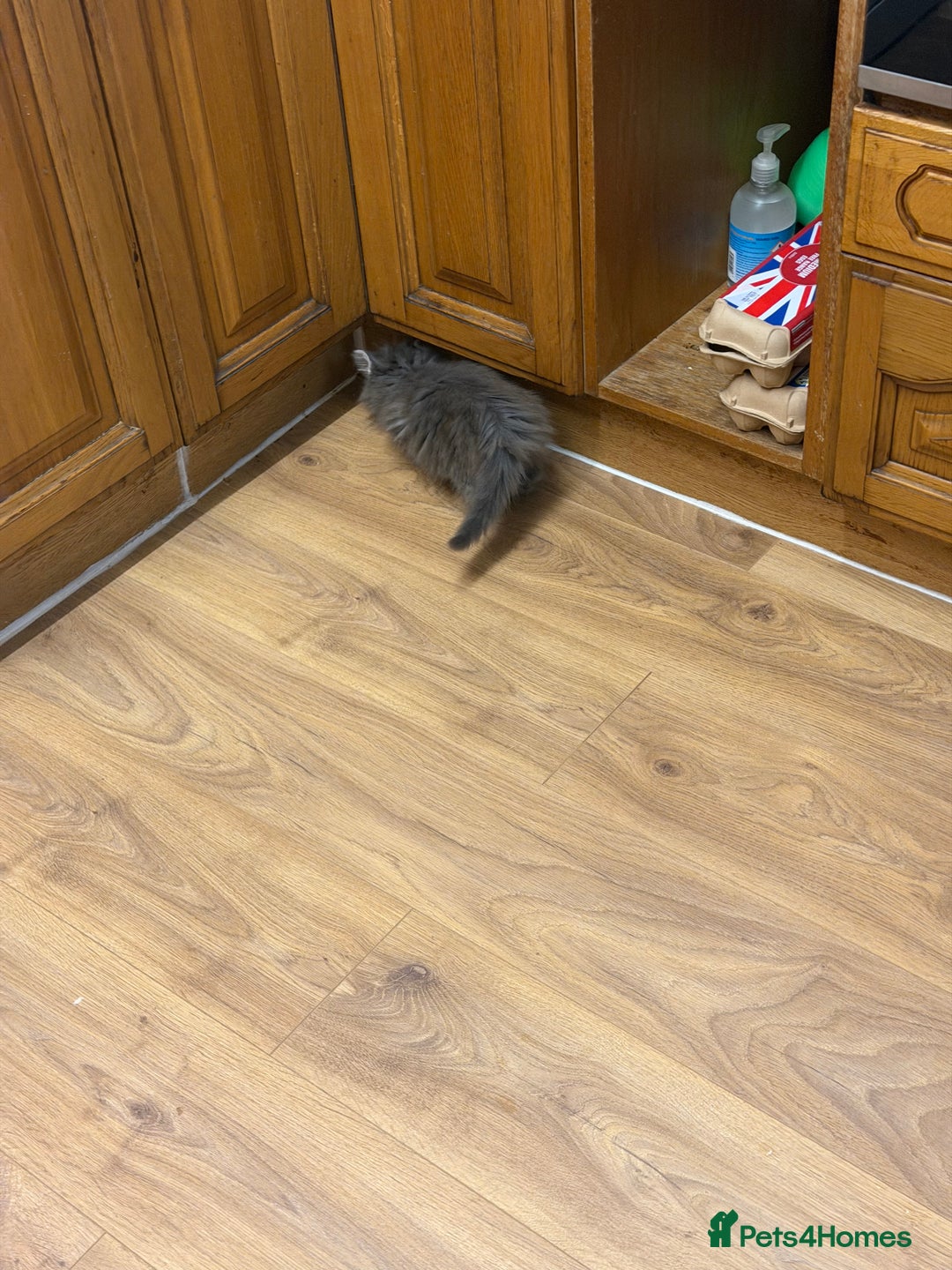 Maine Coon cats for sale: Maine Coon - Advert 6