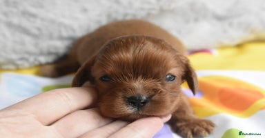 Cavalier King Charles Spaniel dogs - Advert 3