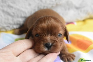 Cavalier King Charles Spaniel dogs - Advert 15