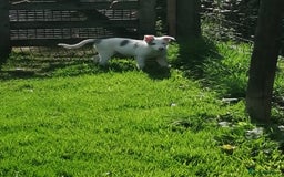 Bearded Collie dogs for sale: Beautiful blue merle border collie pups! - Image 17