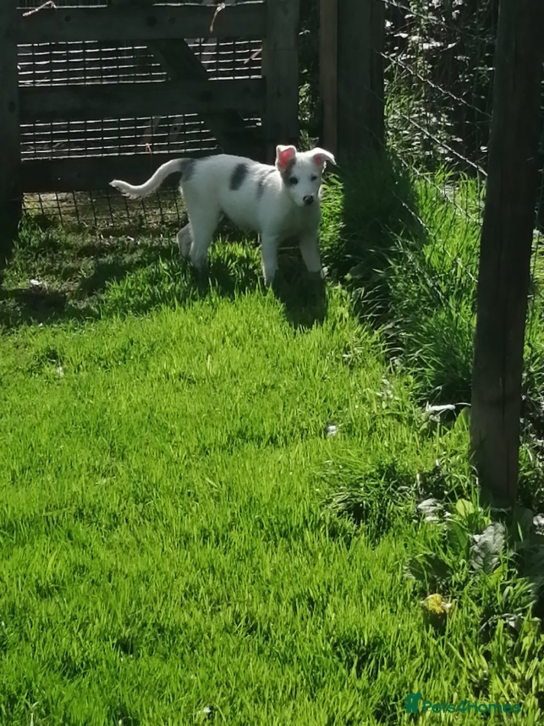 Bearded Collie dogs for sale: Beautiful blue merle border collie pups! - Image 17