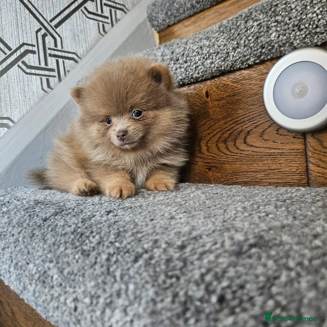 Pomeranian dogs for stud: Solid Lilac Tiny 1.8kg Stud Dog DNA health tested in Rotherham - Advert 20