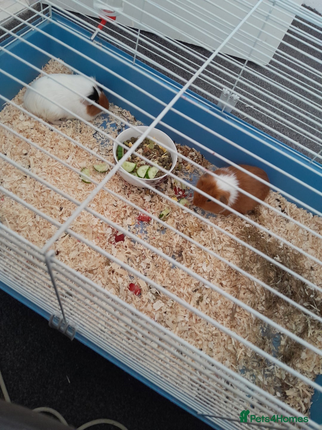 Guinea Pig rodents for sale: Friendly guinea pigs - Image 2