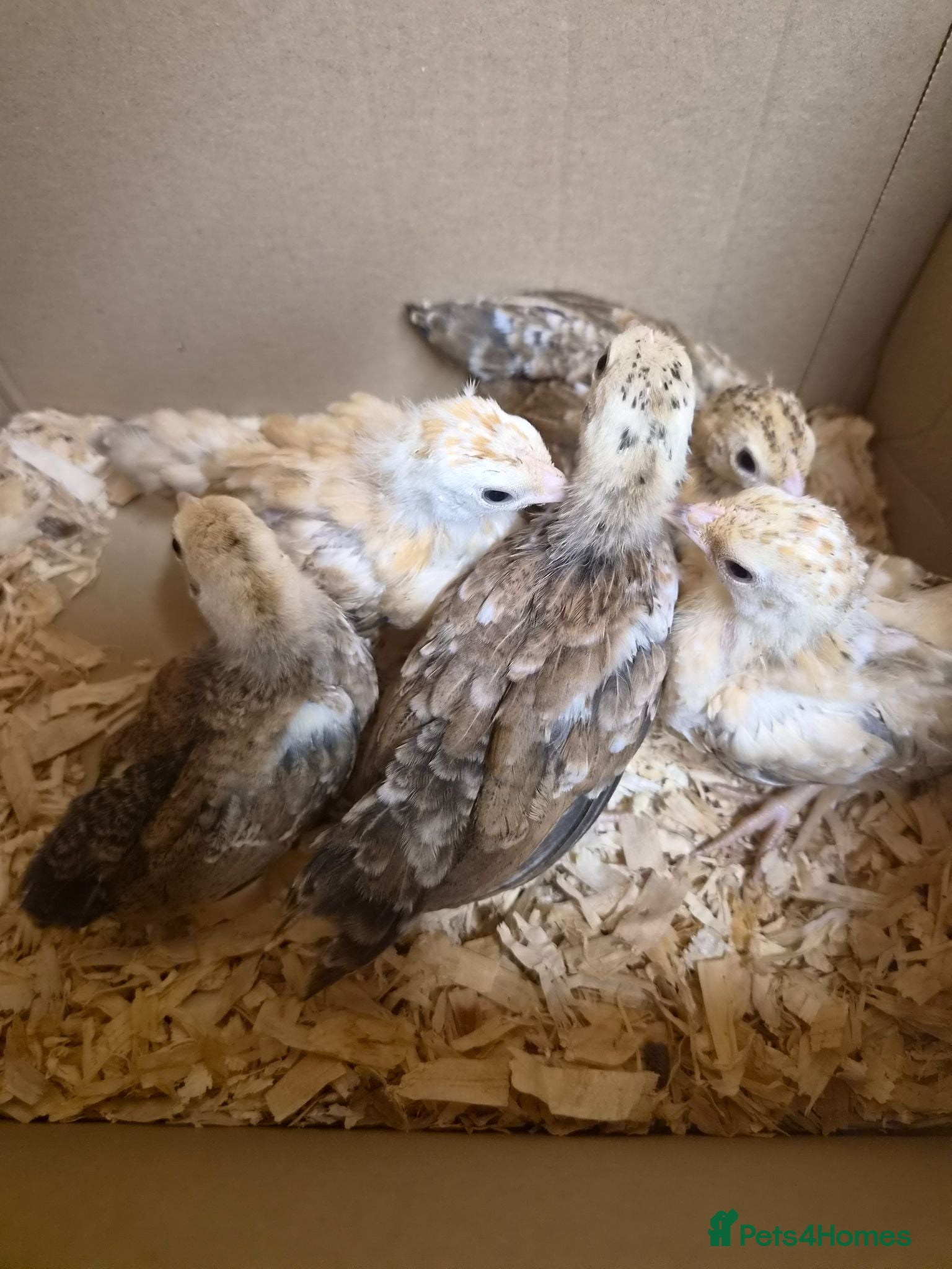 Chickens poultry 6 serama chicks tiny chickens available  - Advert 2