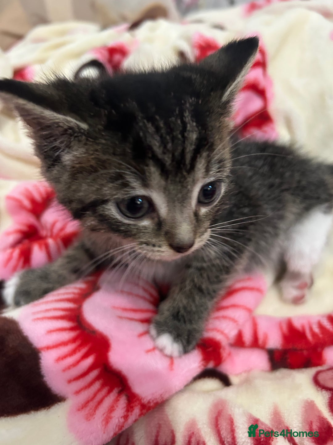 British Shorthair cats for sale: we have one beautiful female tabby kitten - Advert 9