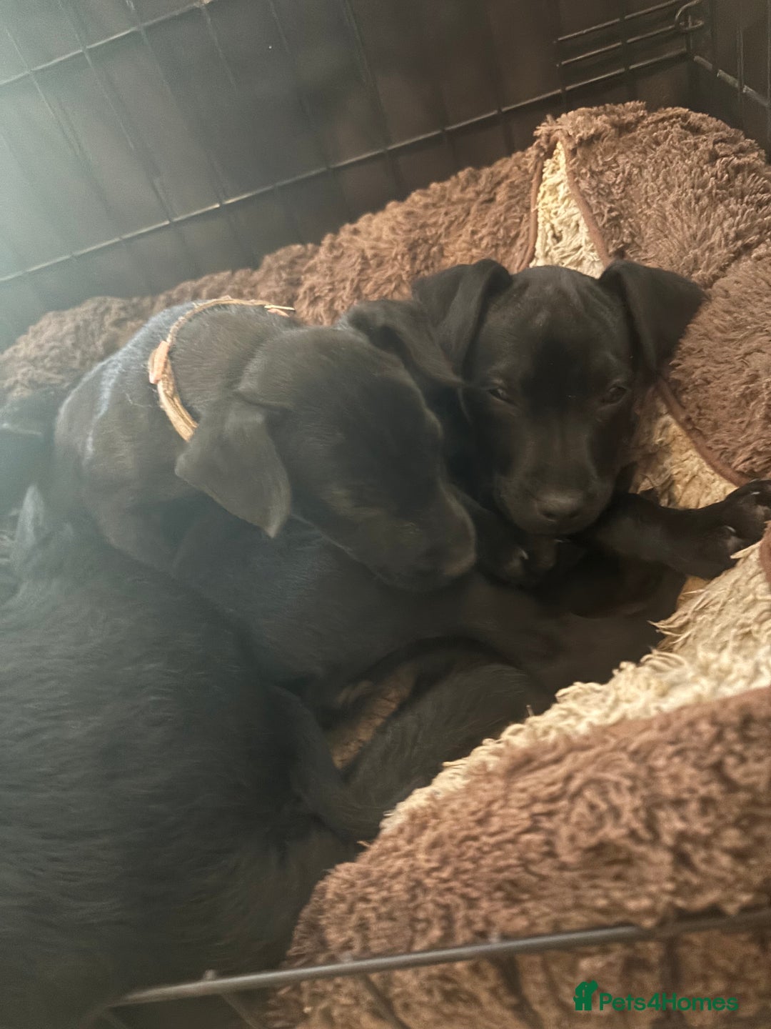 Patterdale Terrier dogs for sale: Female Patterdale pup  - Advert 2