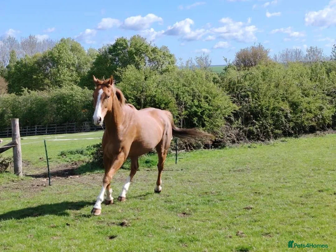 English Thoroughbred horses for sale: 15.2h flaxen chestnut gelding - Advert 4