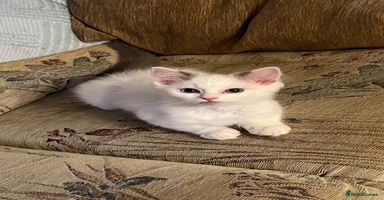 Ragdoll cats - Advert 11