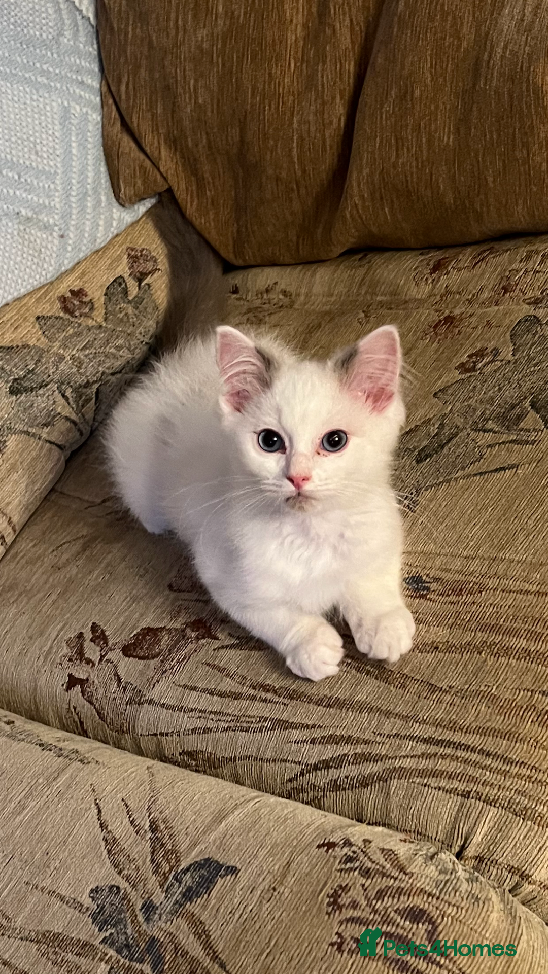 Ragdoll cats for sale: Beautiful Ragdoll kittens - Image 2
