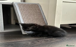 Mixed Breed cats for sale: Mixed breed kittens  - Image 17