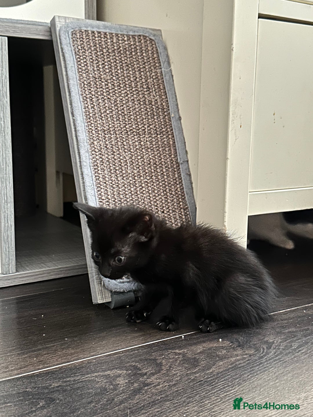 Mixed Breed cats for sale: Mixed breed kittens  - Image 17