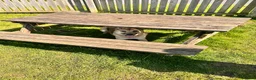 Mixed Breed dogs for sale: Loki  in Wimborne - Advert 5