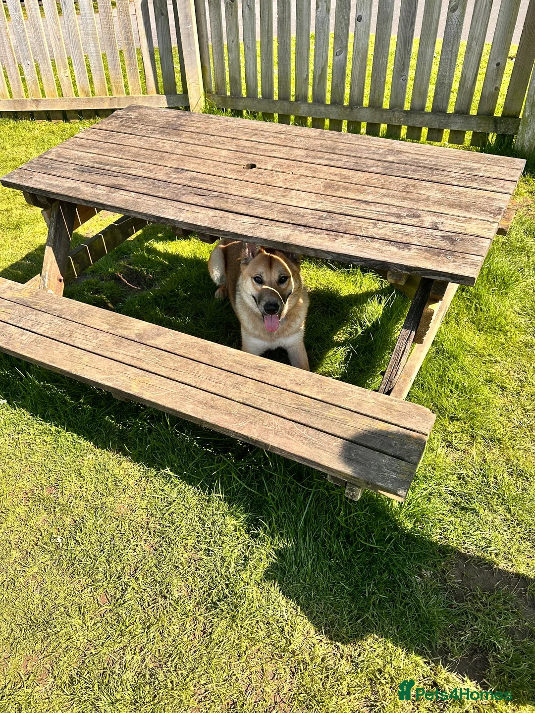 Mixed Breed dogs for sale: Loki  in Wimborne - Advert 5