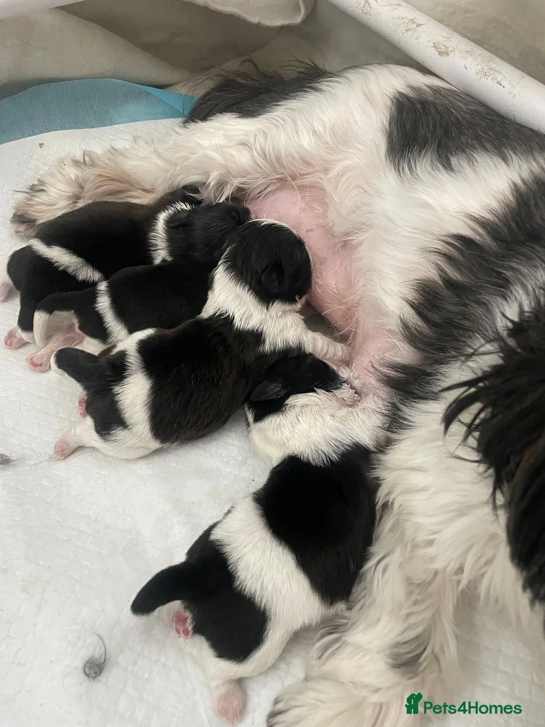 Shih Tzu dogs for sale: Imperial Shihtzu Puppies - Advert 5