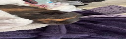 Guinea Pig rodents for sale: 3 MALE GUINEA PIGS  - Advert 4
