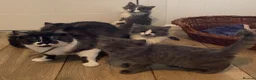 Mixed Breed cats for sale: Beautiful fluffy kittens available  - Advert 5