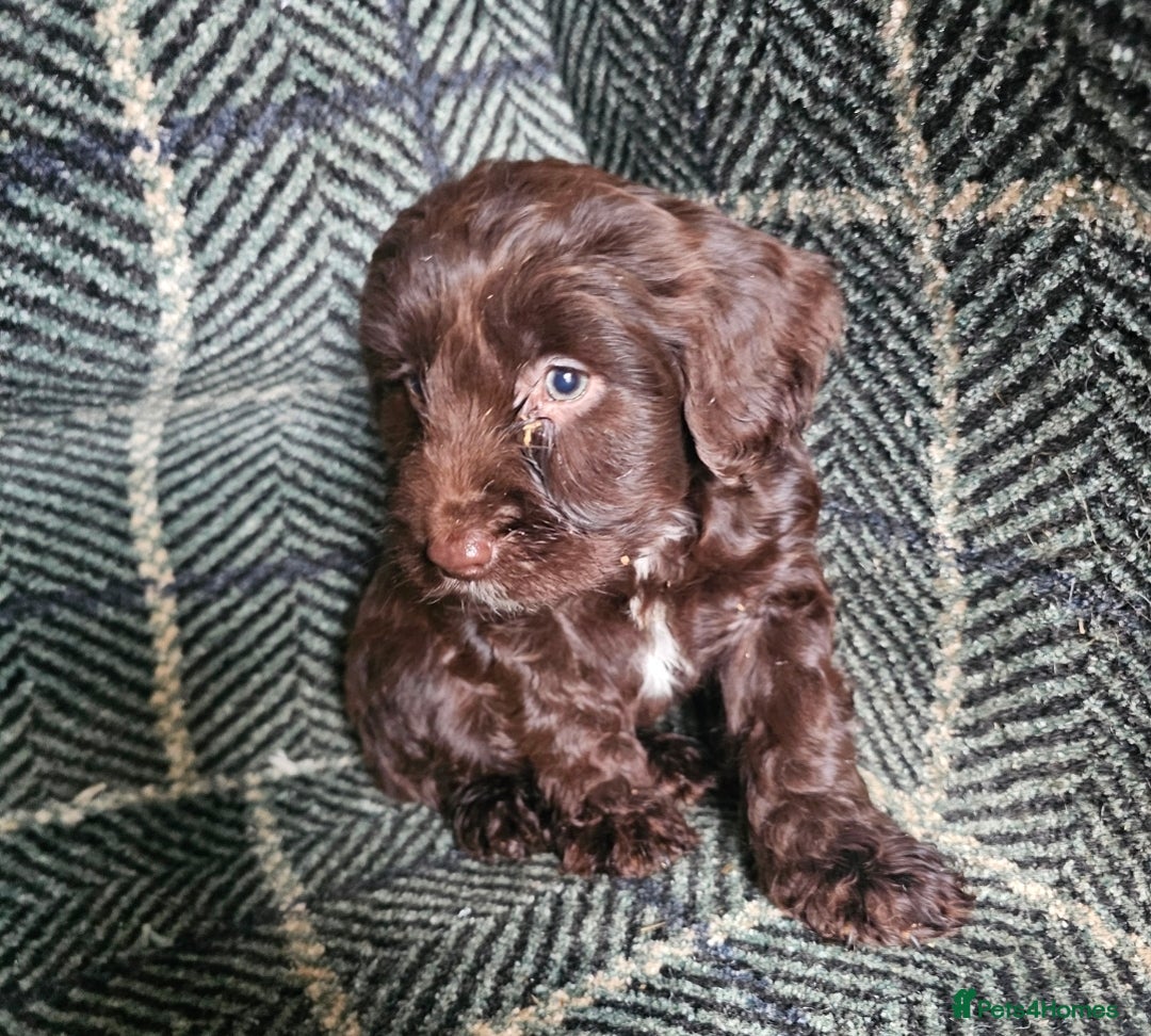 Cockapoo dogs for sale: Cockerapoo puppies F1 - Advert 7