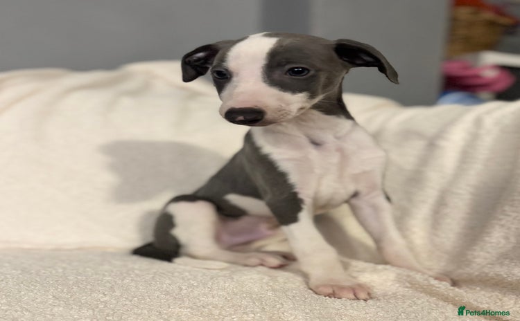 Whippet dogs - Advert 3