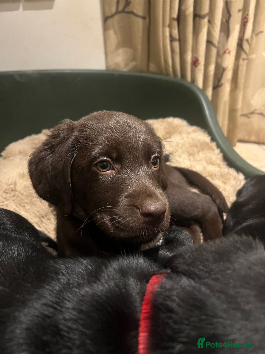 Springador dogs for sale: Springador Puppies - Advert 3