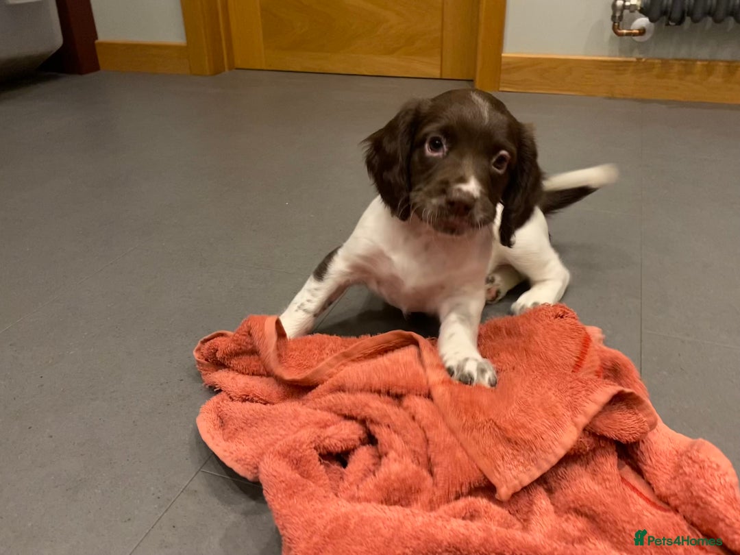 English Springer Spaniel dogs for sale: KC Registered English Springer Spaniel Female Pups - Advert 10