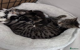 Mixed Breed cats for sale: 4 tabby kittens available  - Image 13