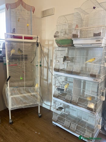 Canaries birds - Advert 12