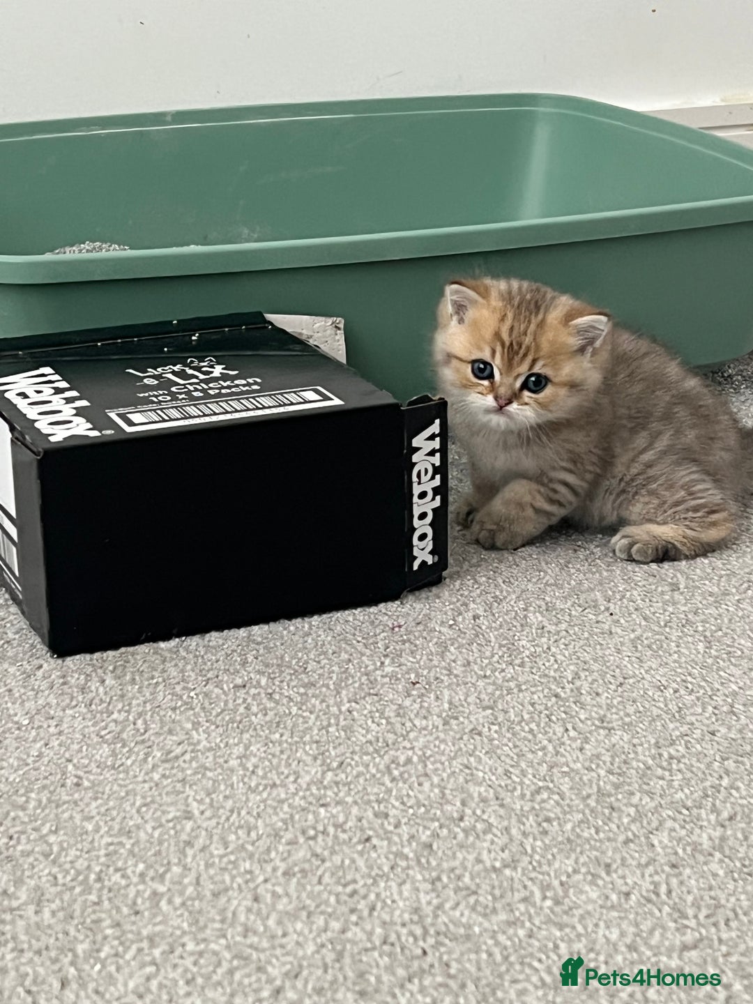 British Shorthair cats for sale: Two golden British Shorthair females - Advert 9