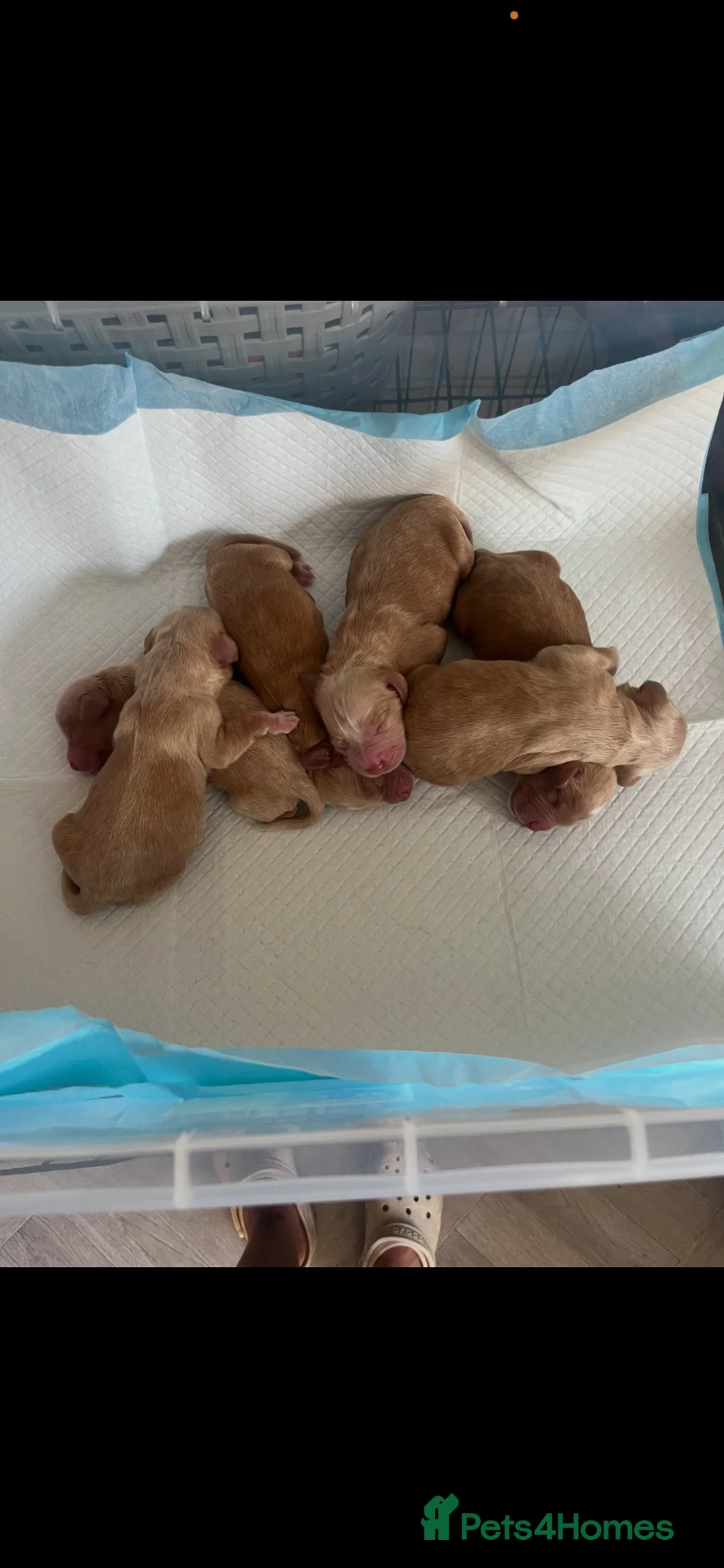Cocker Spaniel dogs for stud: Working cocker spaniel proven stud  - Advert 2
