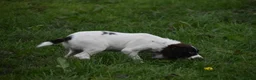 English Springer Spaniel dogs for sale: Working English springer spaniels  - Advert 20