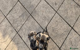 Mixed Breed dogs for sale: Rottweiler  x Staffordshire bull terrior - Image 6