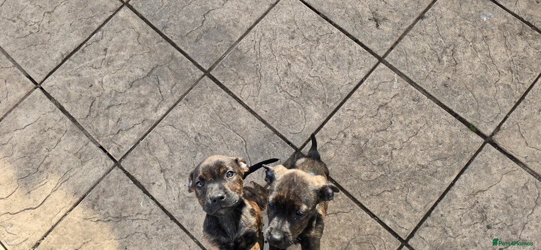 Mixed Breed dogs for sale: Rottweiler  x Staffordshire bull terrior - Image 6