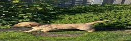Golden Retriever dogs for sale: Very Dark Golden Retriever Puppies ready to leave  - Advert 3