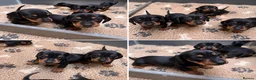Miniature Dachshund dogs for sale: Scrumptious Black & Tan miniature Dachshund Pupps - Advert 5