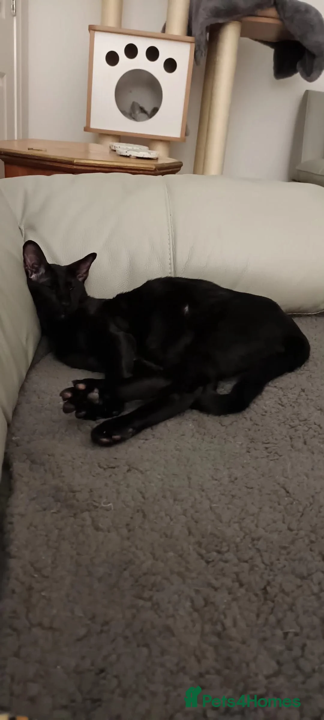 Oriental cats for sale: Stunning 9m Black GCCF Reg Oriental Boy - Advert 6