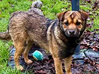 German Shepherd dogs 🐾 NOMI – Mini German Shepherd - Advert 6