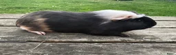 Guinea Pig rodents for sale: Beautiful guinea pig sows - Advert 3