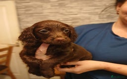 Cocker Spaniel dogs for sale: Chocolate working cocker spaniel puppies - Image 7