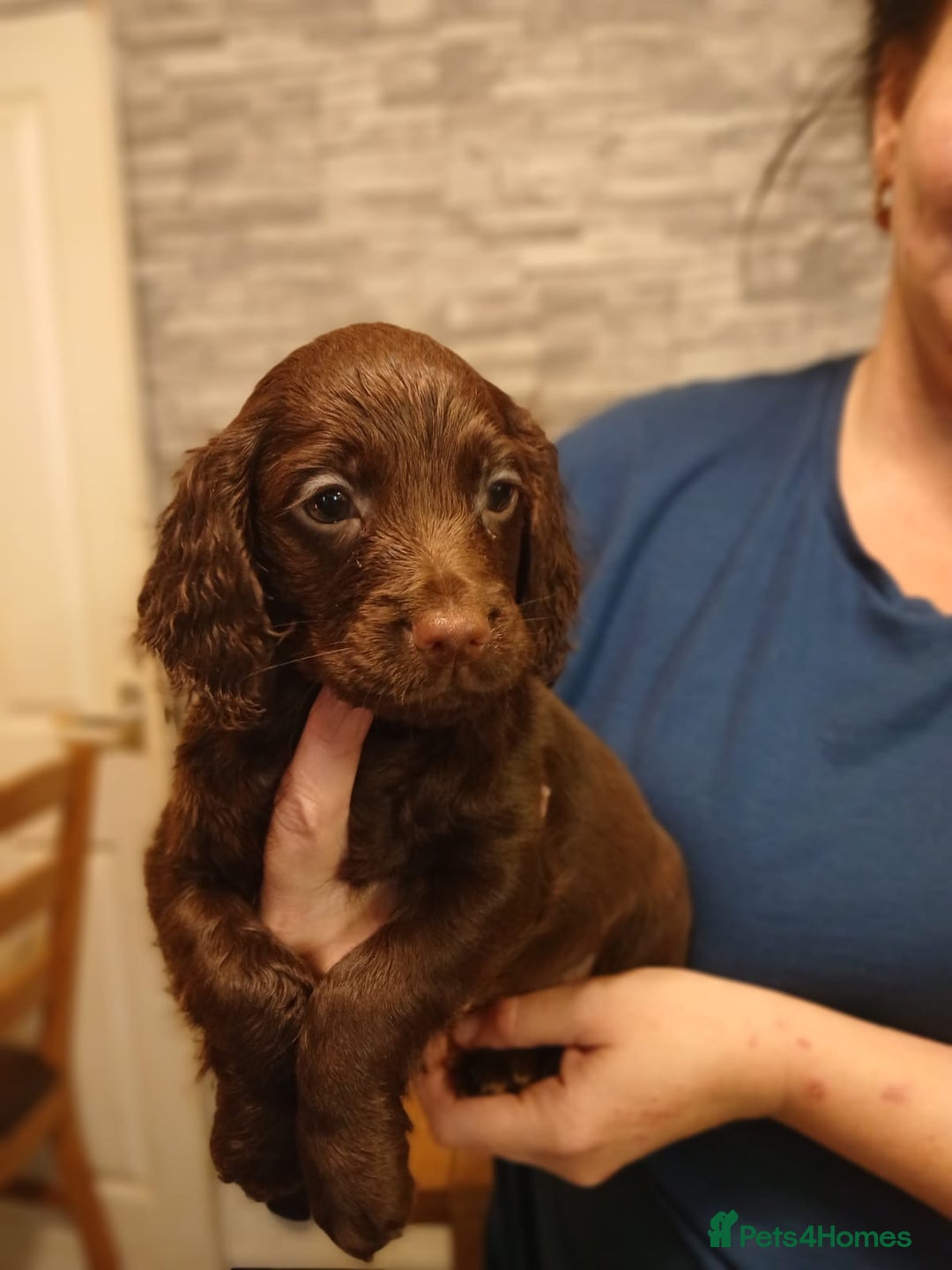Cocker Spaniel dogs for sale: Chocolate working cocker spaniel puppies - Image 7