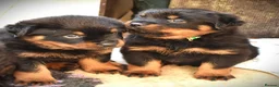 Rottweiler dogs for sale: Rottweilers KC reg full tested TOP QUALITY  - Advert 26